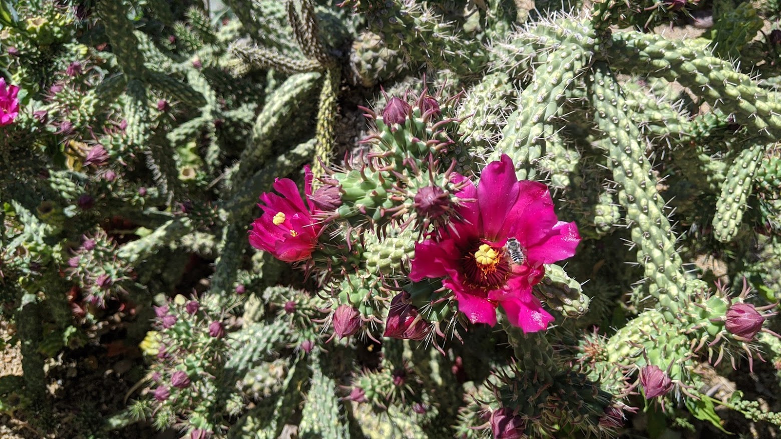 Two cactus flowers bloom, delicate pink flowers around a central yellow stamen. A small bee is hovering just above one of the flowers.